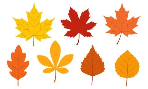 Set of autumn leaves from different trees, oak, maple, chestnut. Simple, ye.. Stock Illustration