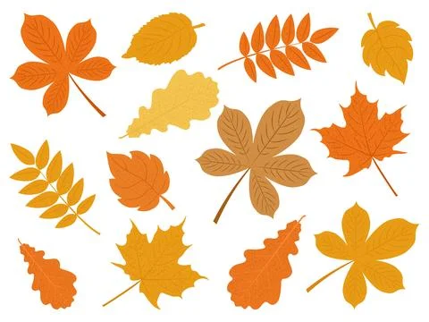 Set of autumn leaves from different trees. Fallen leaves in warm seasonal c.. Stock Illustration