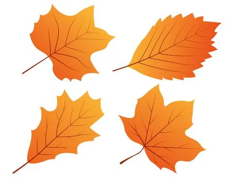 Set of autumn leaves Stock Illustration