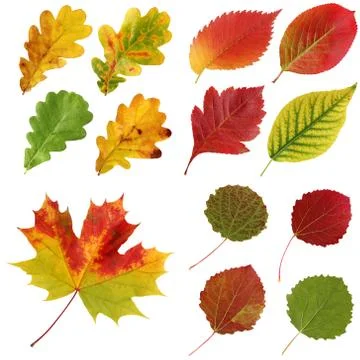 Set of autumn leaves, isolate. Foto stock