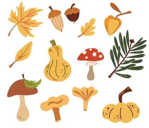 Set of autumn nature elements. Forest objects: Leaves, mushrooms, acorns, pum イラスト素材