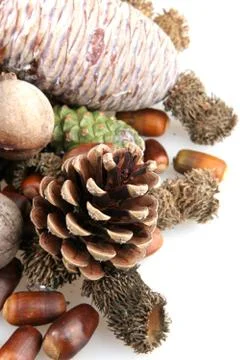 Set of autumn nature elements Stock Photos