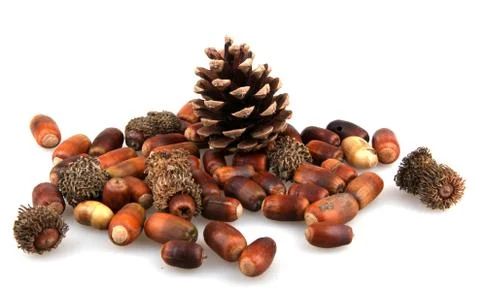 Set of autumn nature elements Stock Photos