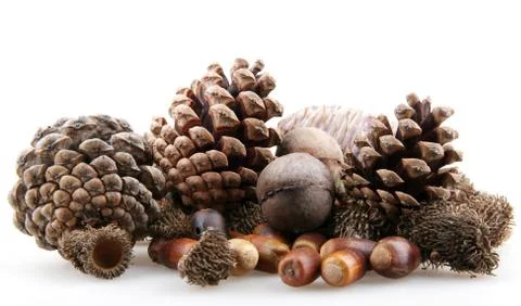 Set of autumn nature elements Stock Photos