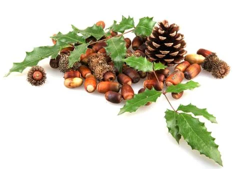 Set of autumn nature elements Stock Photos