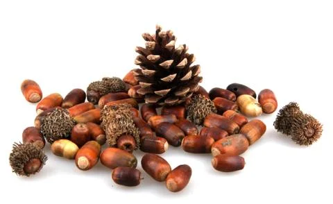 Set of autumn nature elements Stock Photos