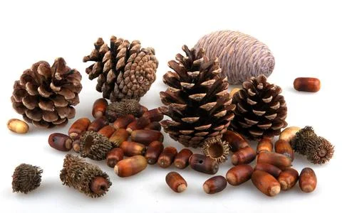 Set of autumn nature elements set of autumn nature elements. Copyright: xZ... Stock Photos