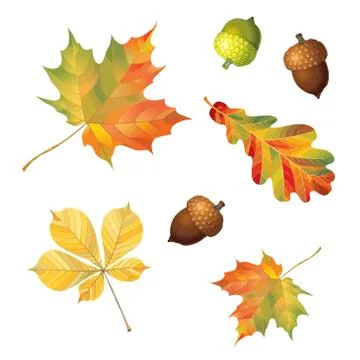 Set of autumn objects. Acorns and leaves isolated on white background.  Ilustración de archivo