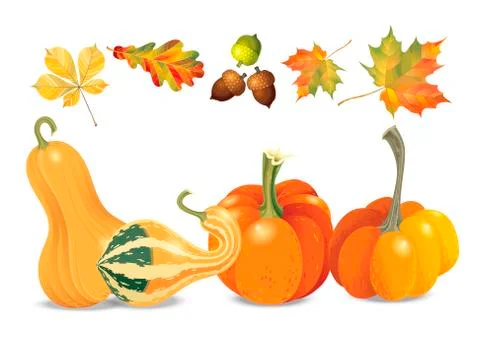Set of autumn objects. Pumpkins different types, acorns and leaves. Vector  Stock Illustration