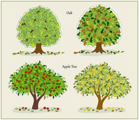 Set of autumn trees on white background. Oak, apple tree. Stock Illustration