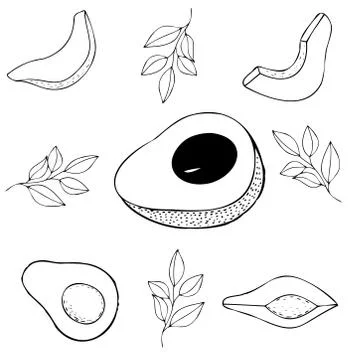 Set of avocado vector icons, doodle sketch of avocado elements Stock Illustration