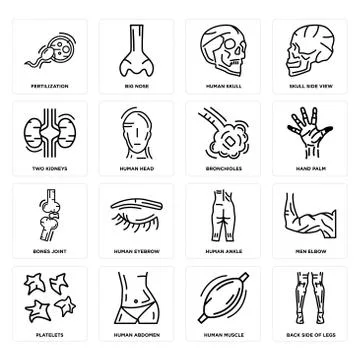 Set of Back Side Of Legs, Human Muscle, Platelets, Ankle, Bones Joint, Bronch Free Stock Illustration