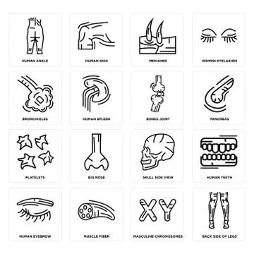 Set of Back Side Of Legs, Masculine Chromosomes, Human Eyebrow, Skull View, P Free Stock Illustration