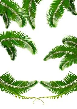 Set of backgrounds with palm leaves. vector illustration Stock Illustration