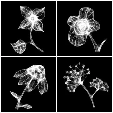 Set of backgrounds white elements flowers ,black background. Stock Illustration