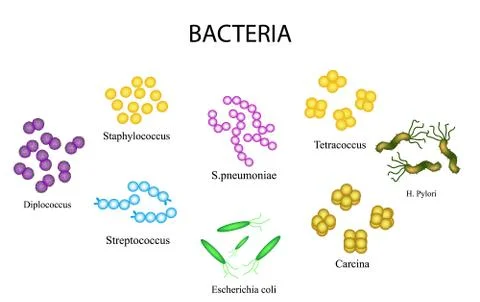 Set of bacteria. Staphylococcus, Streptococcus, pneumoniae, Escherichia, coli Stock Illustration