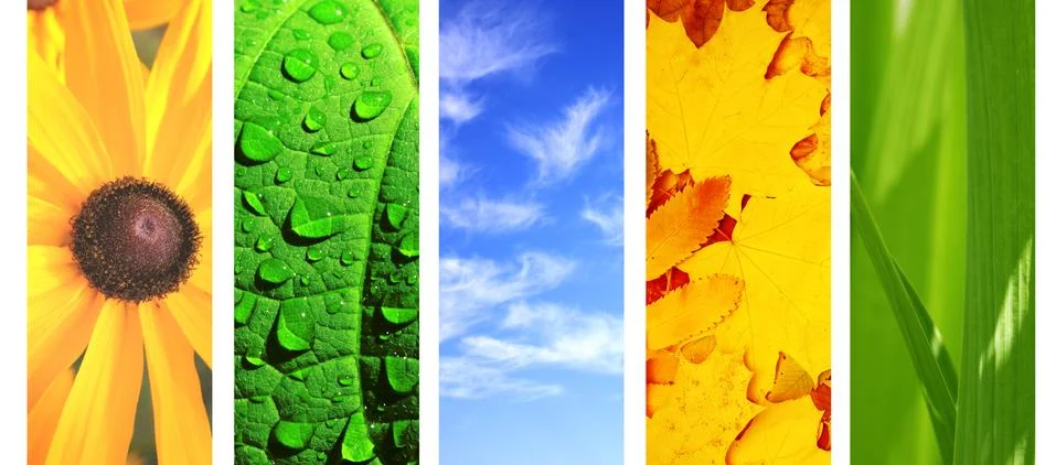 Set of banner with nature elements Stock-Fotos