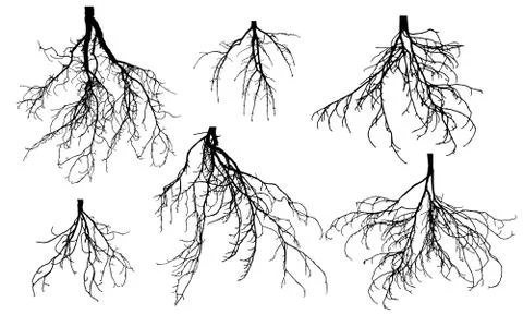Set of bare roots of different trees. Vector illustration. Stock Illustration
