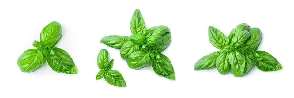 A set of basil leaves in different angles isolated on a white background. Stock Photos