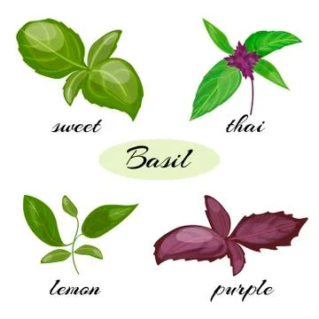 	Set of basil leaves. Different types  Stock Illustration