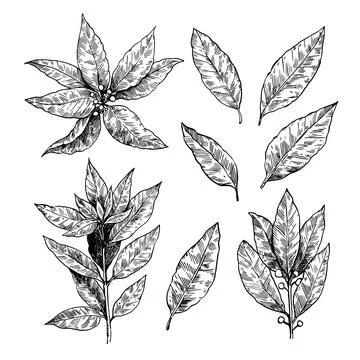 Set of bay leaf illustrations. Branches and leaves of laurel plants. Laurus.. Stock Illustration