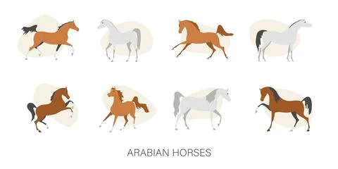Set with beautiful Arabian horses, vector illustration Stock Illustration