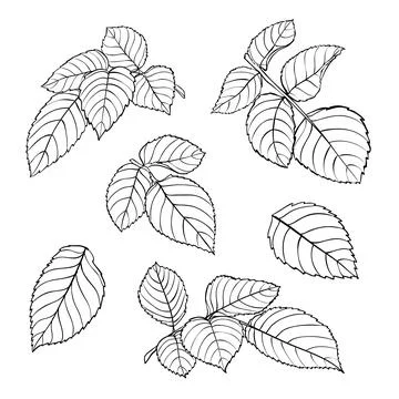 Set of beautiful black and white rose leaves isolated on white. Stock Illustration