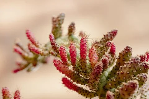Set of beautiful cacti, close-up view Stock Photos