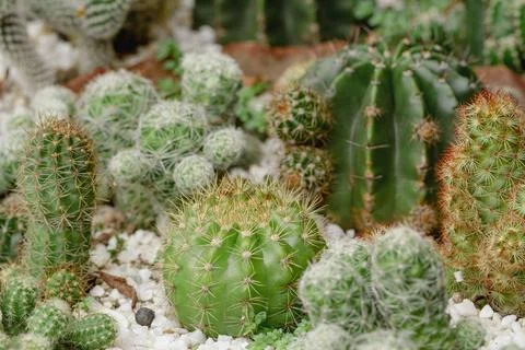 Set of beautiful cacti, close-up view Stock Photos