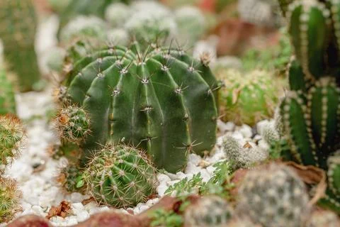 Set of beautiful cacti, close-up view Stock Photos