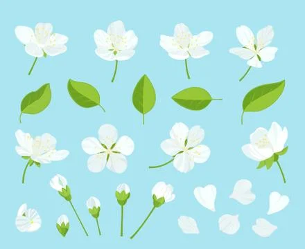 Set of beautiful cherry tree flowers isolated on wite background. Collection of Illustrazione stock