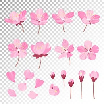 Set of beautiful cherry tree flowers isolated on wite background. Collection of Stock Illustration