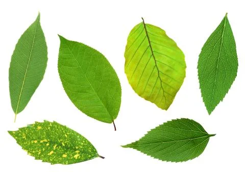 Set of beautiful green spring leaves isolated on white Photos