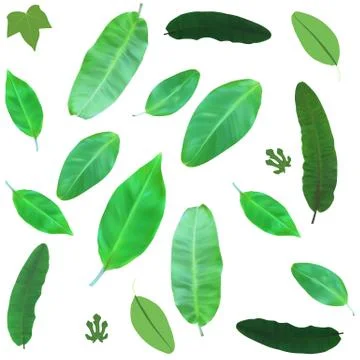 Set of Beautiful Palm Tree Leaf Silhouette Background Vector Illustration Stockillustratie