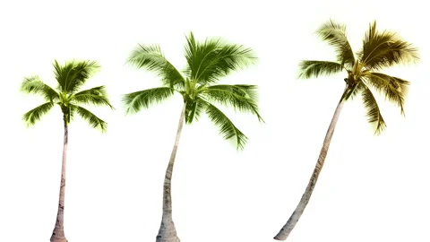 The Set of Beautiful palm trees real shoot blowing by the wind isolated Vidéo 89306802