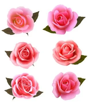 Set of beautiful pink roses. vector. Stock Illustration