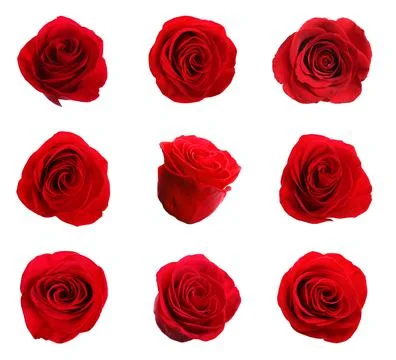 Set of beautiful red roses on white background Stock Photos