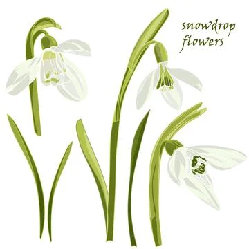 Set beautiful snowdrop flowers Stock Illustration