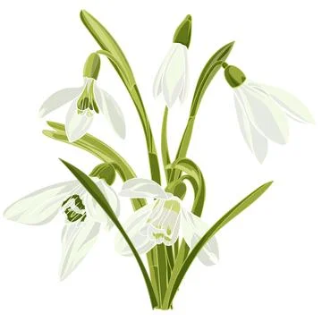 Set beautiful snowdrop flowers Stock-Illustration