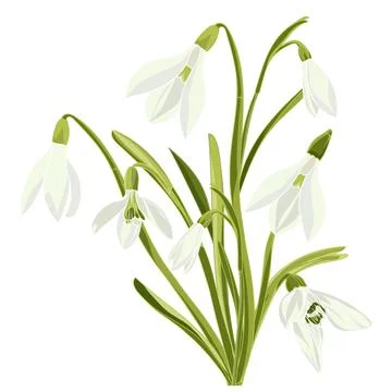 Set beautiful snowdrop flowers Stock-Illustration
