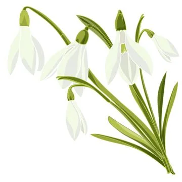 Set beautiful snowdrop flowers Stock-Illustration