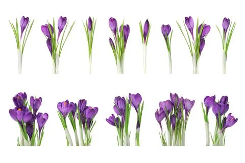 Set with beautiful spring crocus flowers on white background Stock Photos