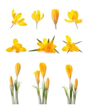 Set with beautiful spring crocus flowers on white background Stockfoto's