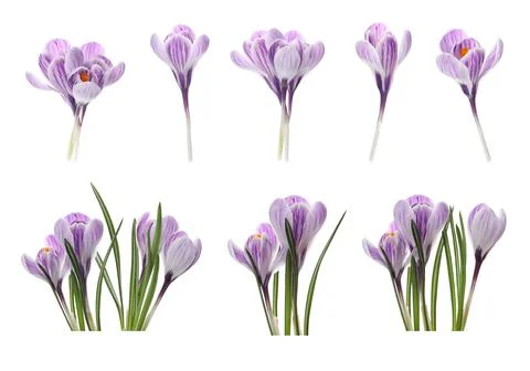 Set with beautiful spring crocus flowers on white background Stock Photos