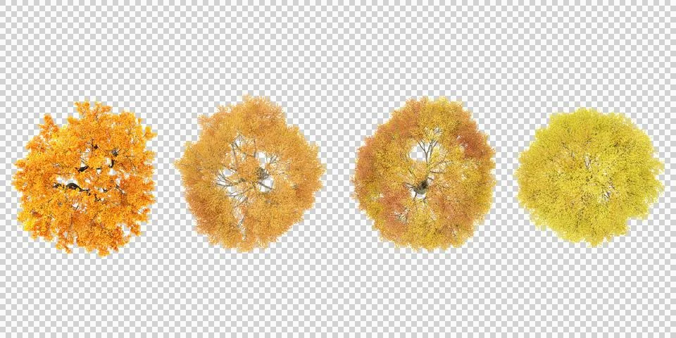 Set of Beech,Ginkgo Maple trees rendered from the top view, 3D illustration.. Stock Illustration