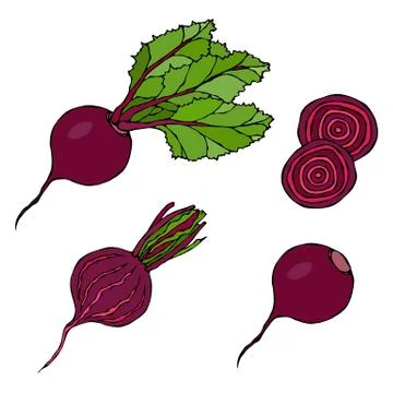 Set of Beet - Beetroot with Top Leaves and Half of Beet, Beet Without Leaves, Stock Illustration