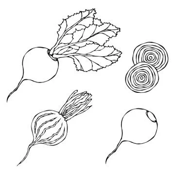 Set of Beet - Beetroot with Top Leaves and Half of Beet, Beet Without Leaves, Stock Illustration