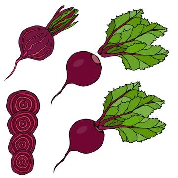 Set of Beet - Beetroot with Top Leaves and Half of Beet, Beet With Separated  Stock Illustration