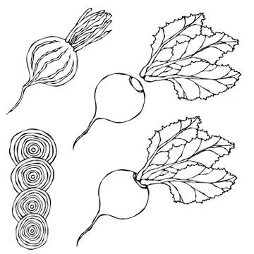 Set of Beet - Beetroot with Top Leaves and Half of Beet, Beet With Separated  Stock Illustration