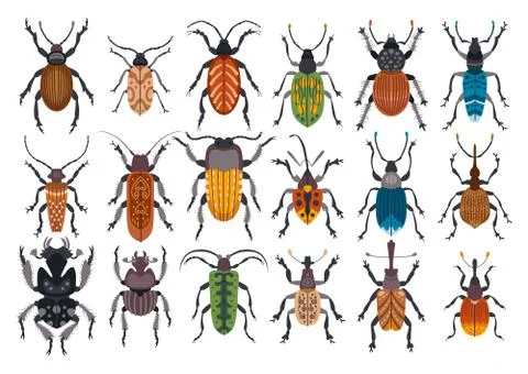 Set of beetles isolated on white background Stock Illustration